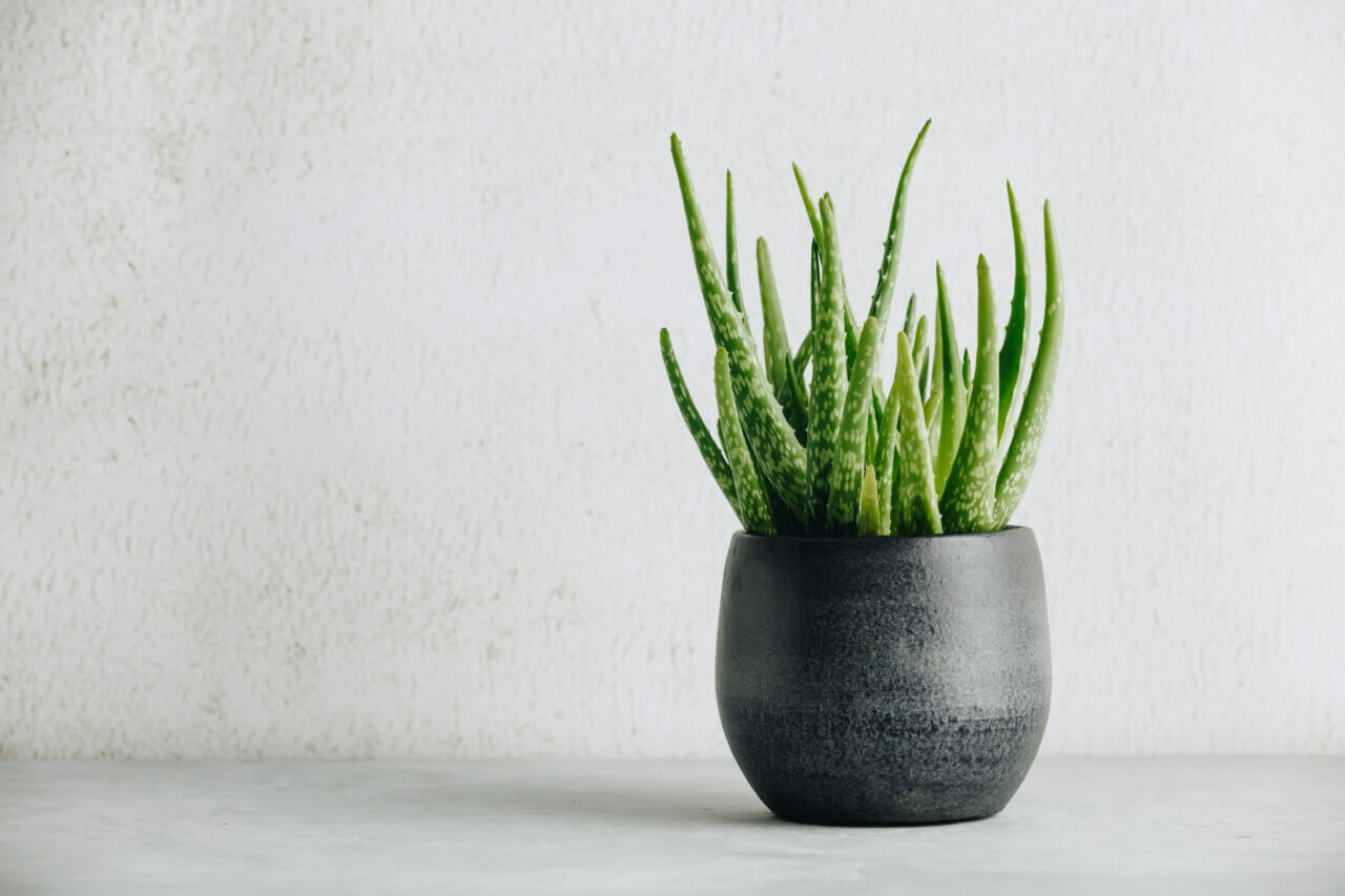 Aloe Vera Plant