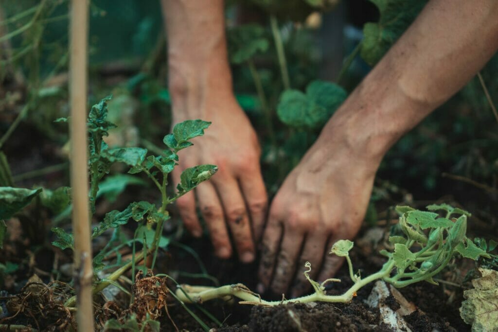 reconnect with the earth through gardening