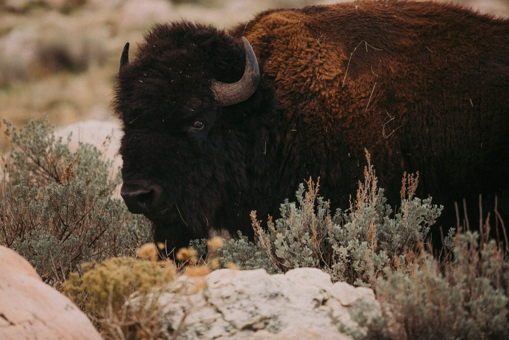 Crystal And Spirit Animal Combinations