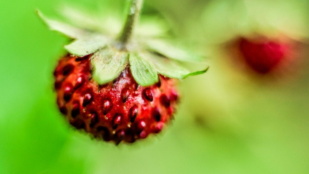 Wild Strawberries