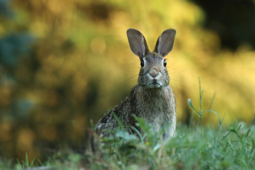 easter hare to symbolise the sacred feminine
