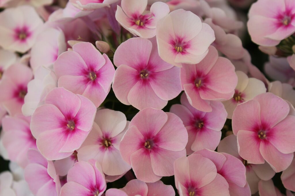pink phlox