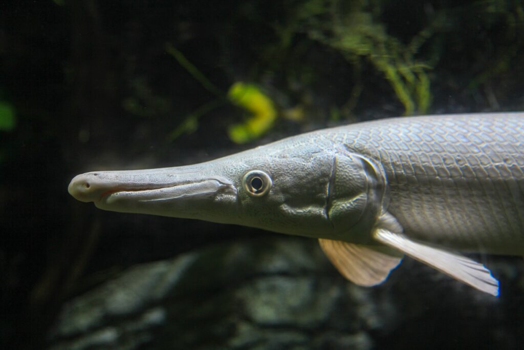 Sturgeon